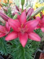 [5126 Senna DJ No01.JPG]